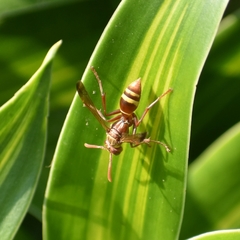 Polistes badius