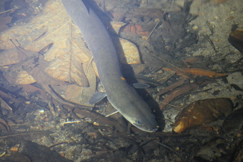 Pacific shortfin eel (Anguilla obscura) — Anguillidae — 4
