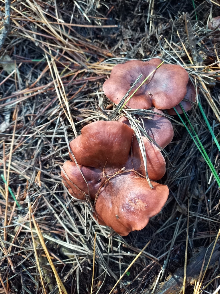 Lactarius rufus · April 2025 · photo: © meurkc (iNaturalist, cc-by)