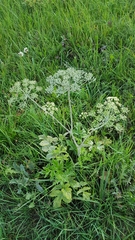 Heracleum sphondylium