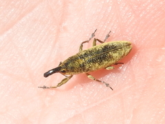 Lixus scrobicollis