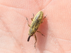 Lixus scrobicollis