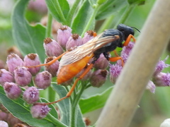 Sphex ashmeadi