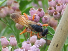 Sphex ashmeadi