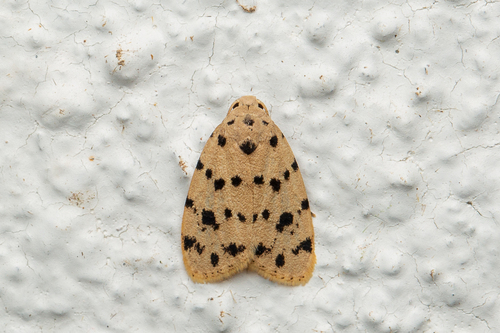 Eugoa vagigutta