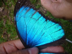 Morpho menelaus
