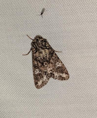 Mamestra configurata