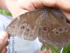 Morpho menelaus
