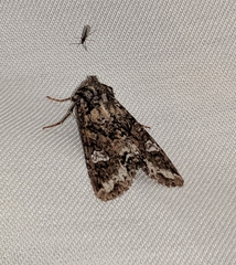 Mamestra configurata