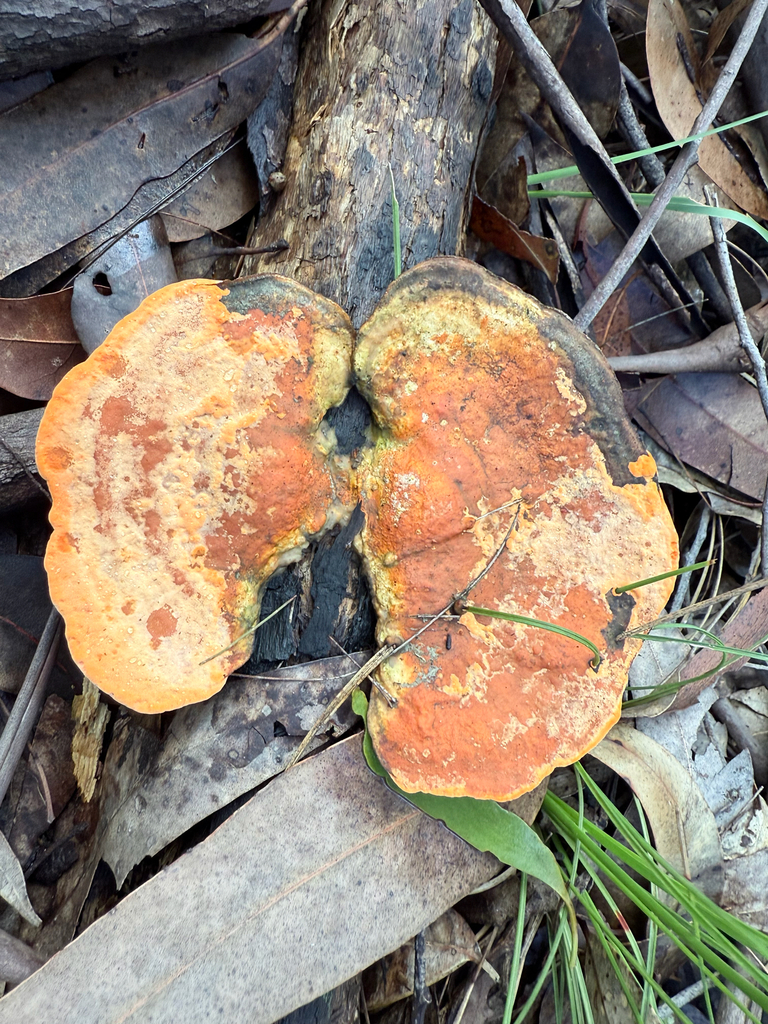 Trametes coccinea · April 2025 · photo: © mulgara (iNaturalist, cc0)