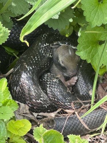 Western Ratsnake photographed in Missouri