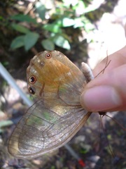 Haetera piera