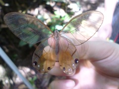Haetera piera
