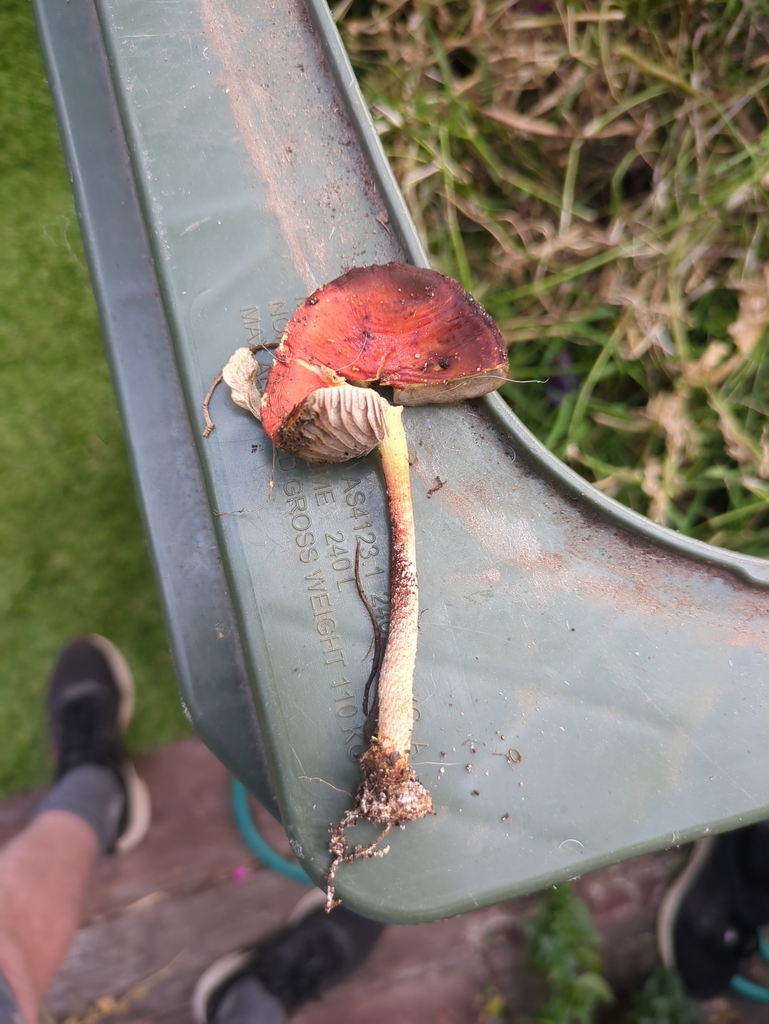 Leratiomyces ceres · April 2025 · photo: © bbdown (iNaturalist, cc0)
