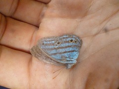 Cepheuptychia cephus