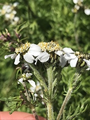 Achillea atrata