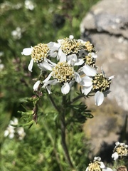 Achillea atrata