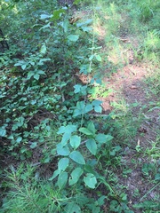 Desmodium laevigatum