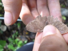 Cepheuptychia cephus