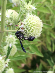 Zethus spinipes variegatus