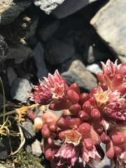 Sedum atratum