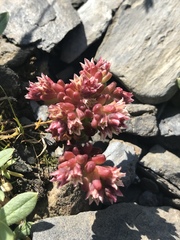Sedum atratum