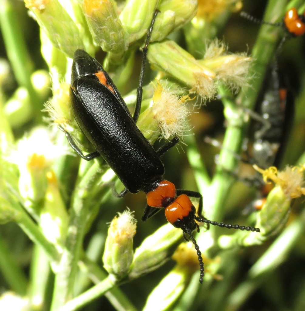 Lytta vulnerata