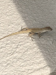 Anolis sagrei