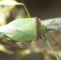 Thyanta pallidovirens