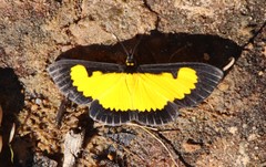 Xanthyris flaveolata