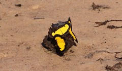 Xanthyris flaveolata