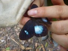 Pierella hortona