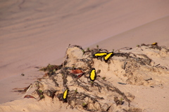 Xanthyris flaveolata