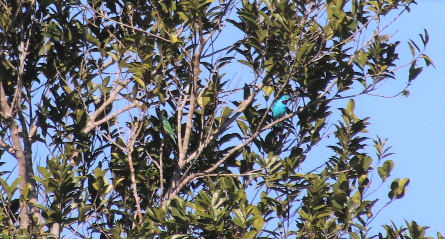 Spangled Cotinga illustration