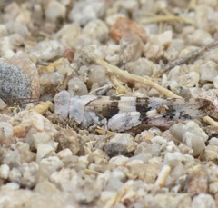 Trimerotropis californica