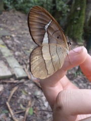 Pierella hortona