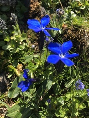 Gentiana bavarica bavarica