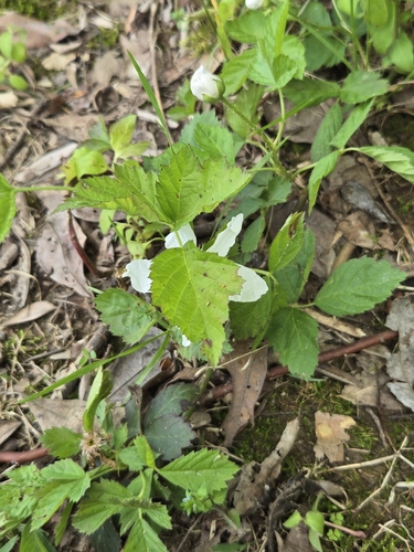Image of Rubus enslenii by (c) Jo Roberts, some rights reserved (CC BY)