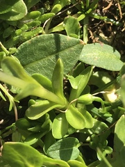 Gentiana bavarica bavarica