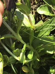 Gentiana bavarica bavarica