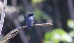 Chelidoptera tenebrosa