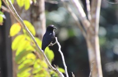 Chelidoptera tenebrosa