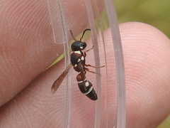 Leptochilus bellulus