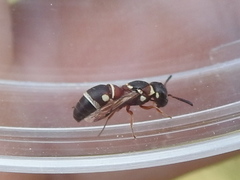 Leptochilus bellulus