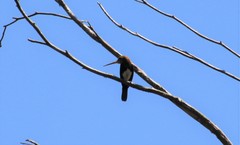 Brachygalba lugubris