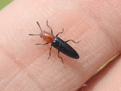 Languria laeta