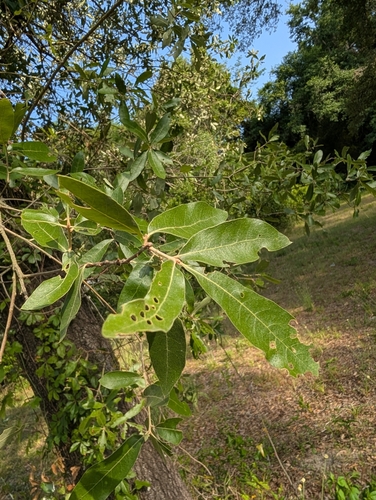 Image of Quercus incana by (c) Scott Allen Davis, some rights reserved (CC BY)