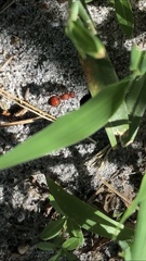 Pseudomethoca sanbornii