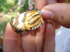 Eresia