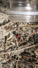 Pseudomethoca sanbornii